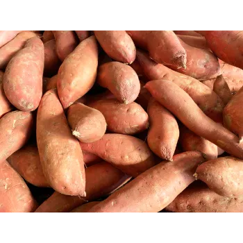 Fresh Sweet Potato 